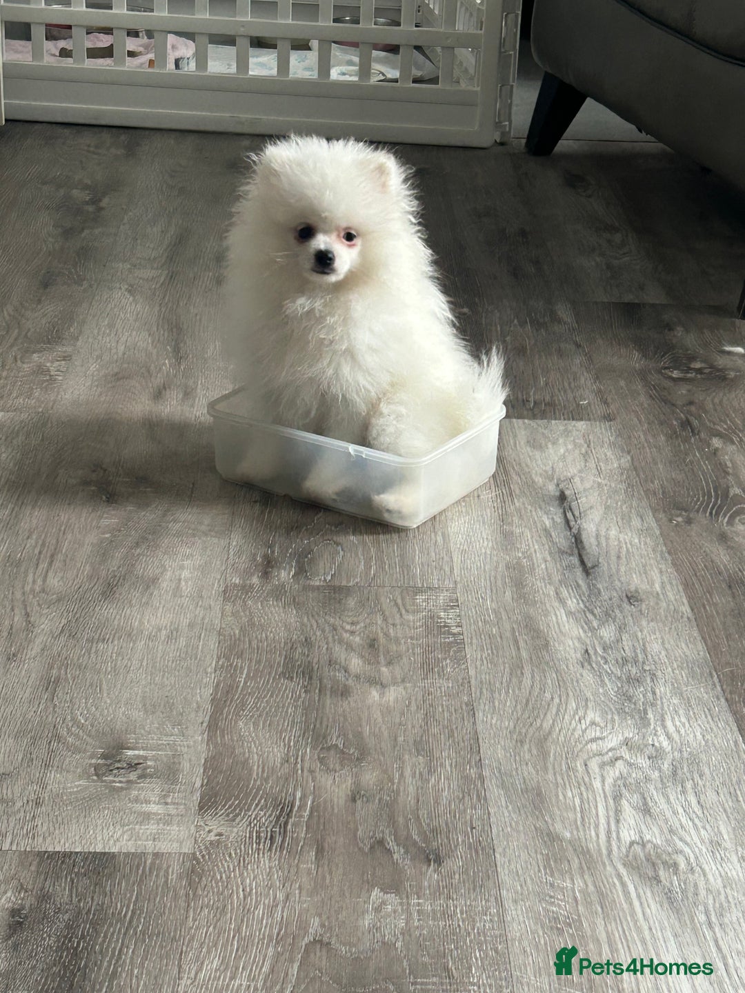 Pomeranian dogs for sale: ICE white Pomeranian girl READY NOW  - Image 9