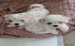 Cavachon dogs for sale: Beautiful Cavachon puppies  - Image 5