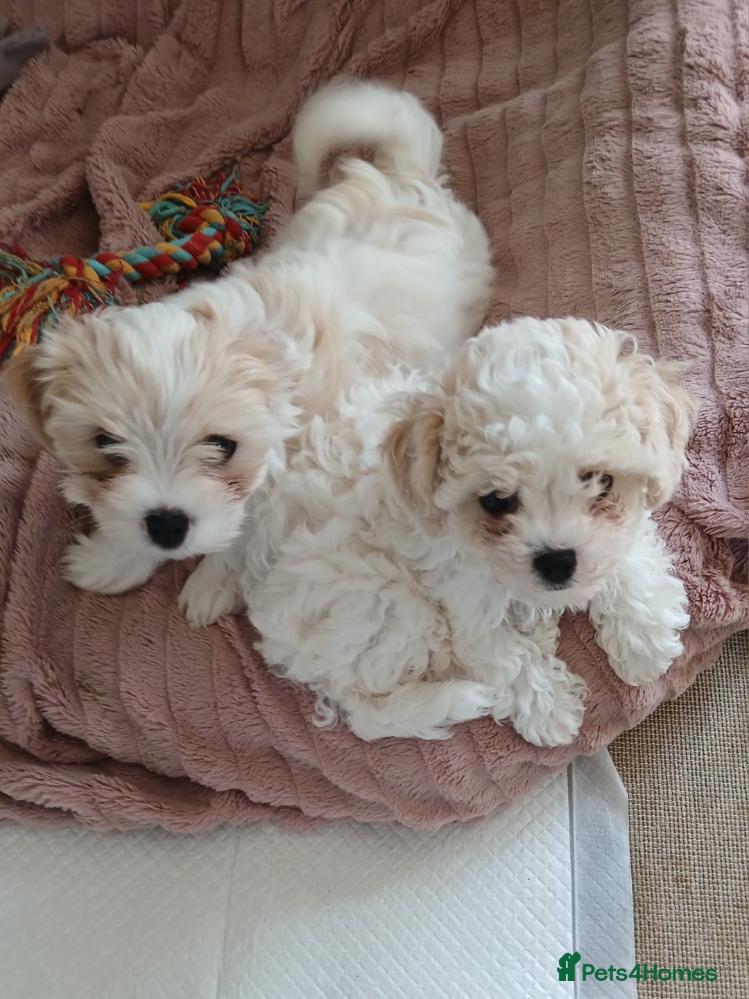 Cavachon dogs for sale: Beautiful Cavachon puppies  - Image 5