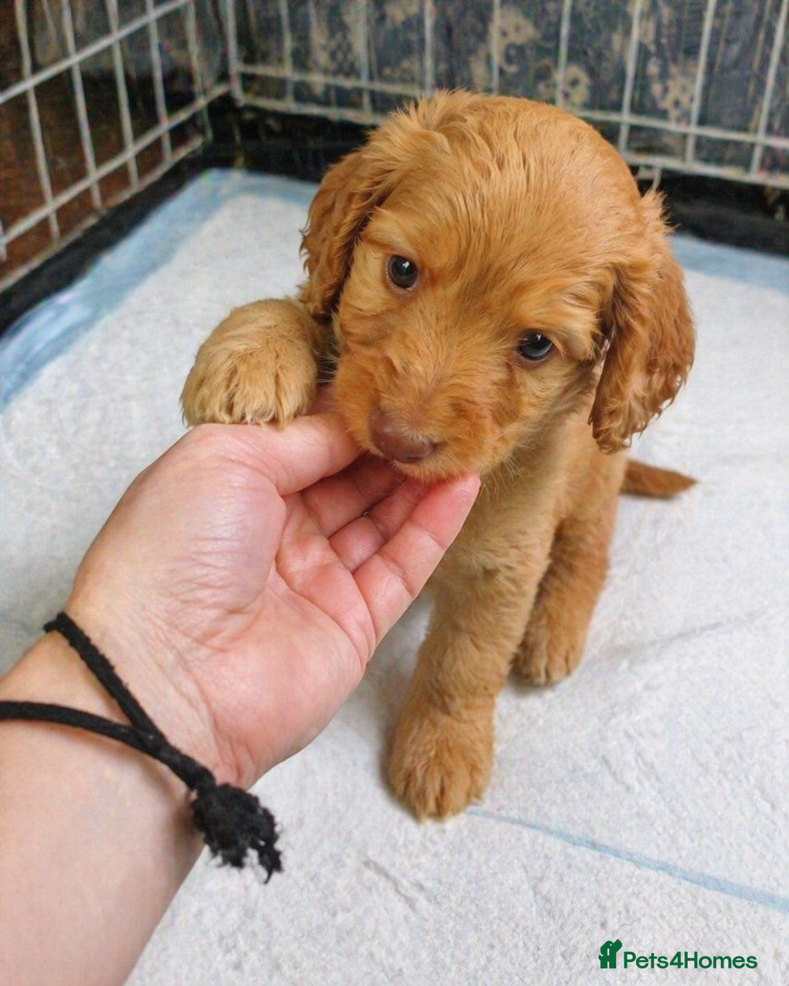 Cockapoo dogs Lovely Cockapoo puppies ready for their new homes - Advert 1