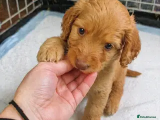 Cockapoo dogs Lovely Cockapoo puppies ready for their new homes - Advert 14