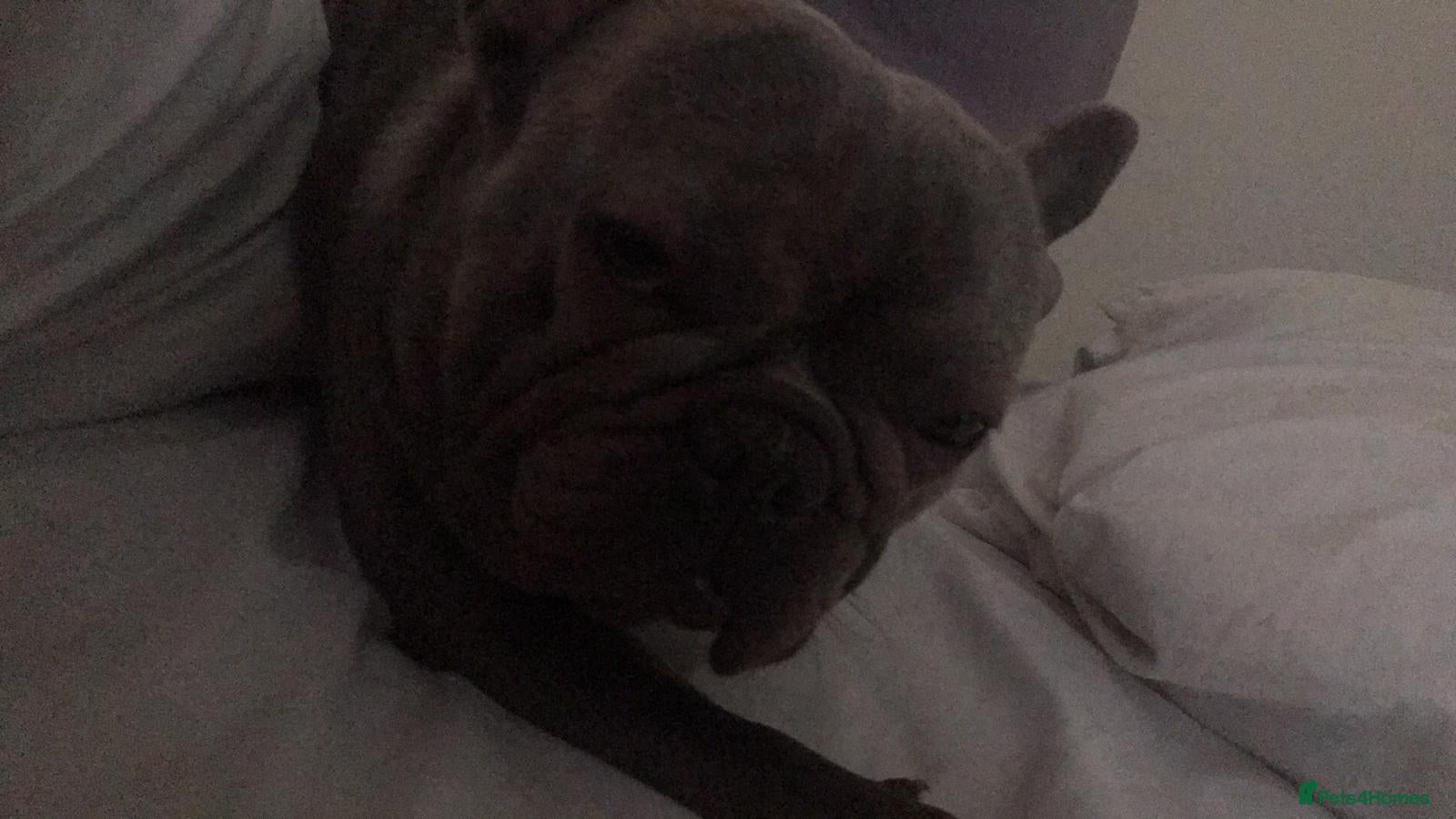 French Bulldog dogs French bull dog  - Advert 16