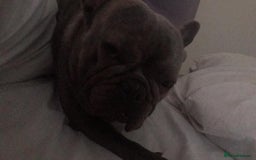 French Bulldog dogs for sale: French bull dog  - Image 1