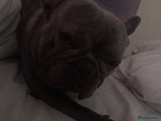 French Bulldog dogs - Advert 6