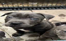 Staffordshire Bull Terrier dogs for sale: KC Blue Staffordshire Bull Terrier Pups   in Birmingham - Image 1