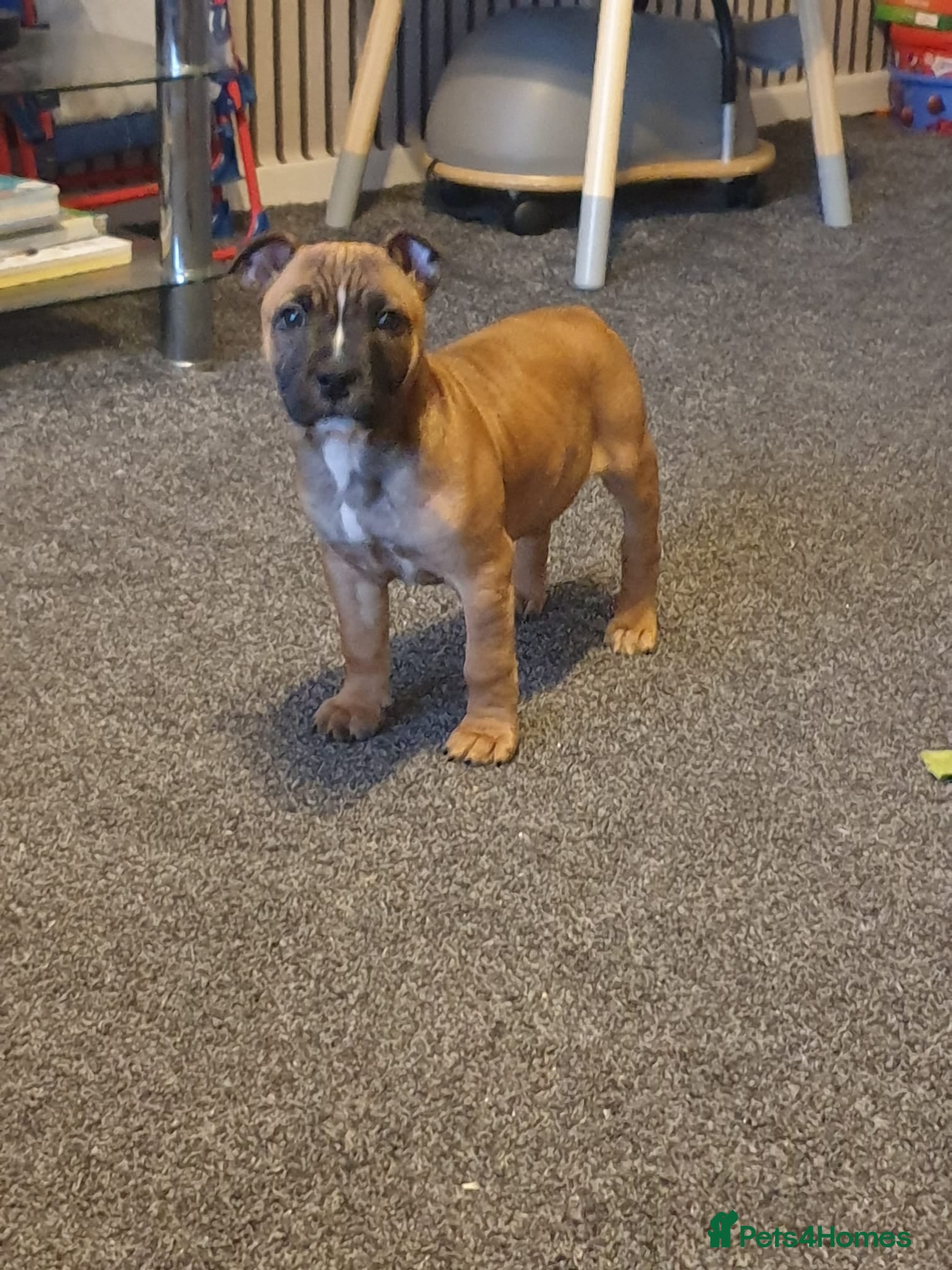 Staffordshire Bull Terrier dogs Kc staff puppie - Advert 2