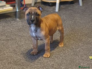 Staffordshire Bull Terrier dogs Kc staff puppie - Advert 2