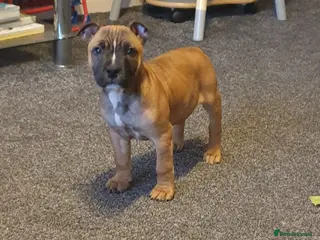 Staffordshire Bull Terrier dogs Kc staff red boy - Advert 7