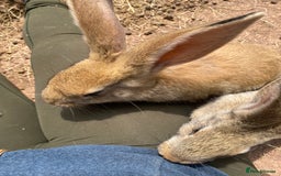 Continental Giant rabbits for sale: Continental giant - Image 16
