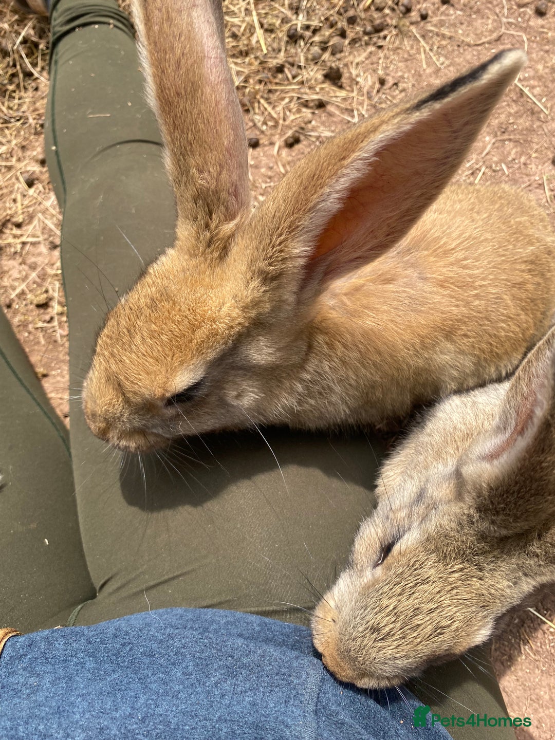 Continental Giant rabbits for sale: Continental giant - Image 16