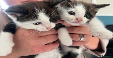 British Shorthair cats - Advert 11