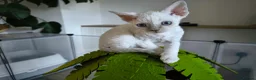 Devon Rex cats for sale: Devon Rex point💙blue eyes💙 - Advert 5