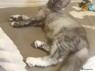 Maine Coon cats Maine coon kittens - Advert 7