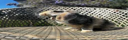 Mini Lop rabbits for sale: Male mini lop  - Advert 1