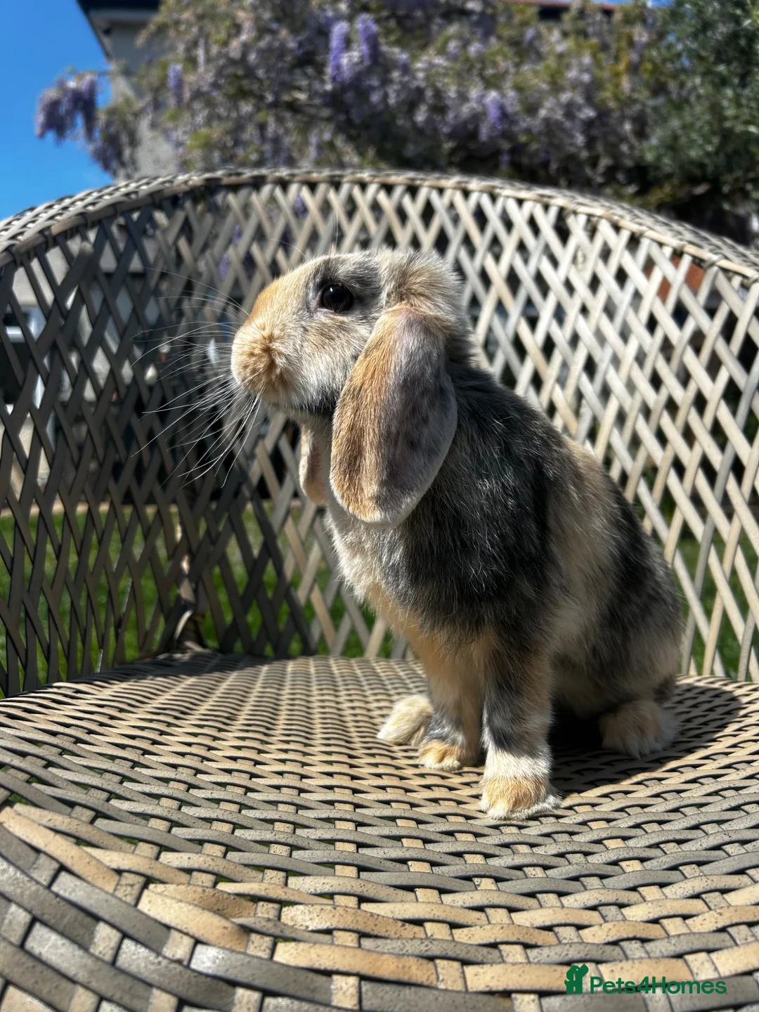 Mini Lop rabbits for sale: Male mini lop  - Advert 1