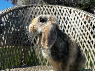 Mini Lop rabbits Male mini lop - Advert 1