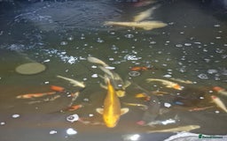 Koi Carp fish for sale: Japanese koi for sale  - Image 2