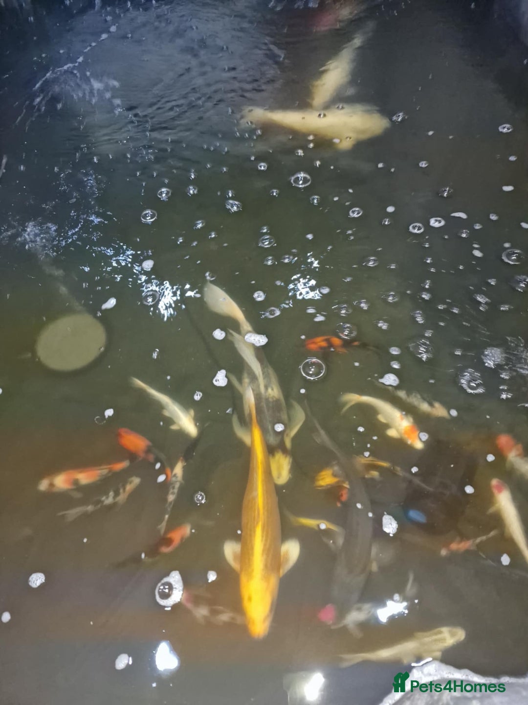 Koi Carp fish for sale: Japanese koi for sale  - Image 2