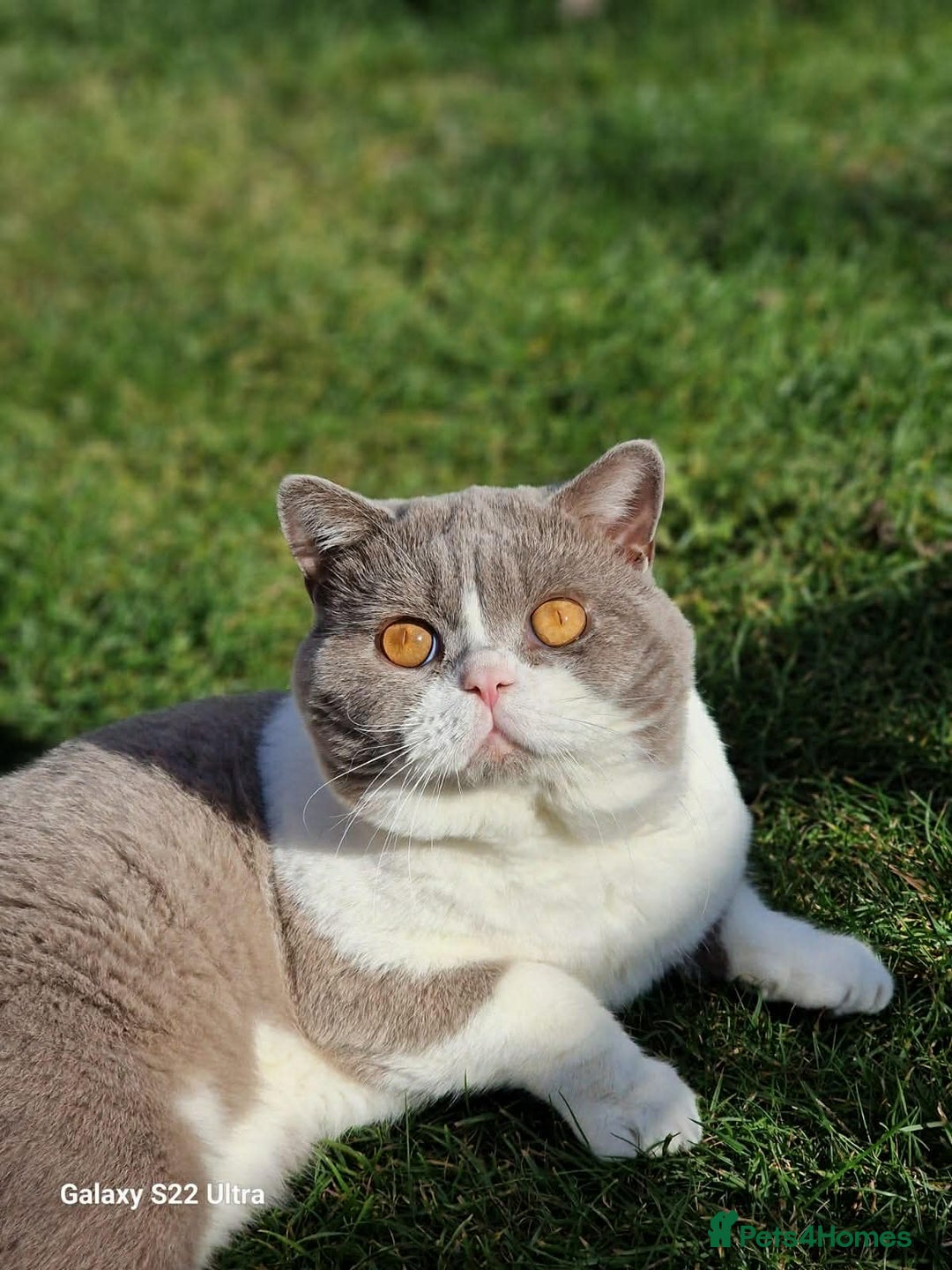 British Shorthair cats for sale: British shorthair kittens - Advert 9