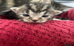 Mixed Breed cats for sale: 5 cute kittens - Image 10