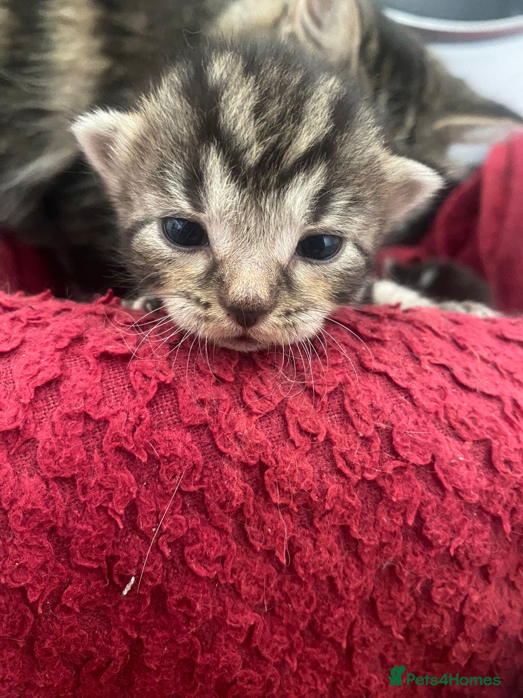 Mixed Breed cats for sale: 5 cute kittens - Image 10