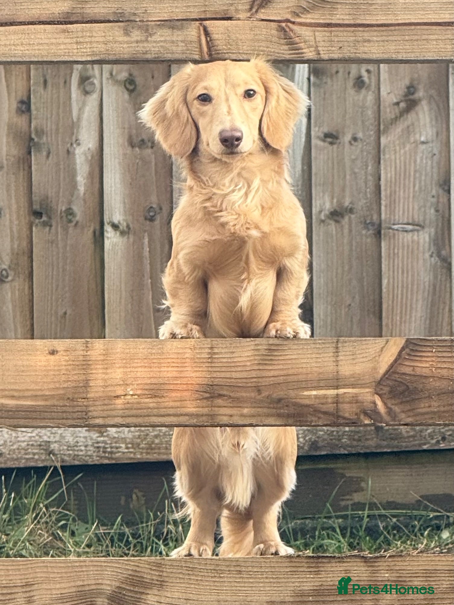 Miniature Dachshund dogs Lovely little Dachsund boy - Advert 10
