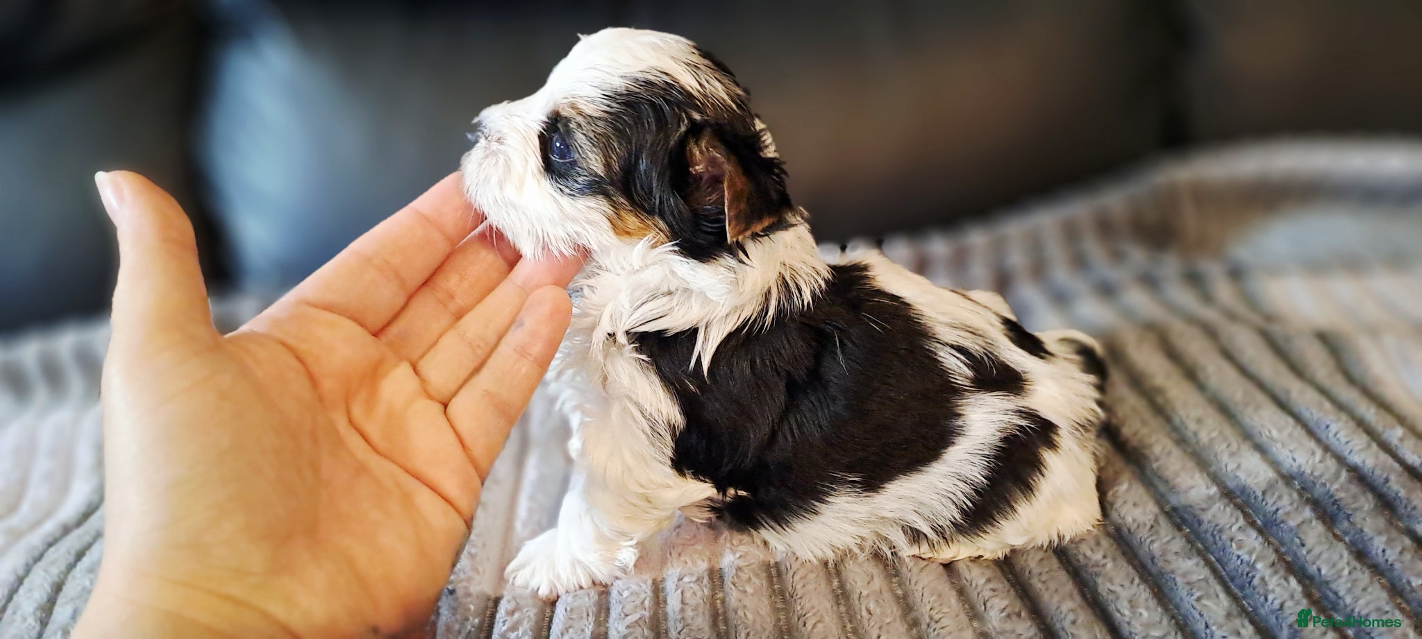 Biewer Terrier dogs Beautiful Biewer babies  - Advert 9