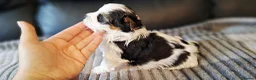 Biewer Terrier dogs for sale: Last Beautiful Biewer Boy left❤️ - Advert 4