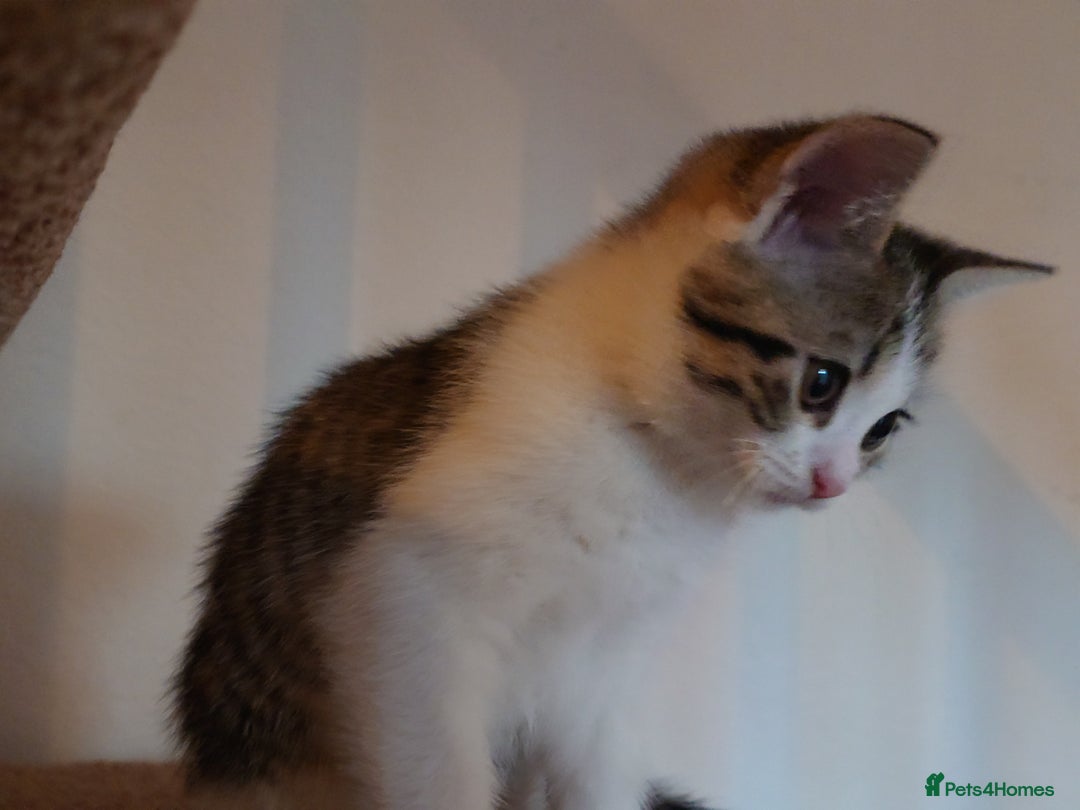 Mixed Breed cats for sale: 6 kittens of a Persian mum with Tuft ears. - Advert 35