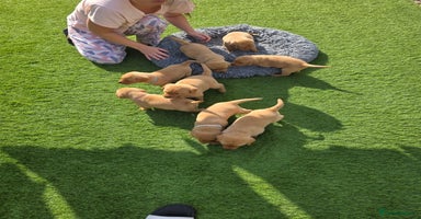 Labrador Retriever dogs - Advert 10