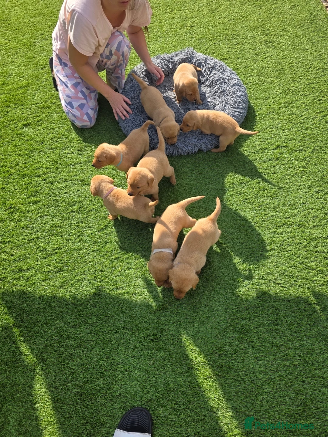 Labrador Retriever dogs for sale: KC Red Fox Labrador Pups - Image 2