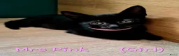 British Shorthair cats for sale: British Shorthair Kittens - Advert 5