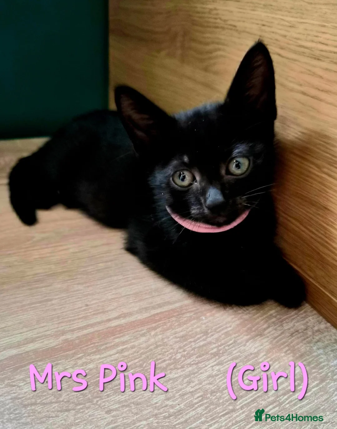 British Shorthair cats for sale: British Shorthair Kittens - Advert 5