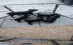 Patterdale Terrier dogs for sale: Patterdale terriers  - Image 10