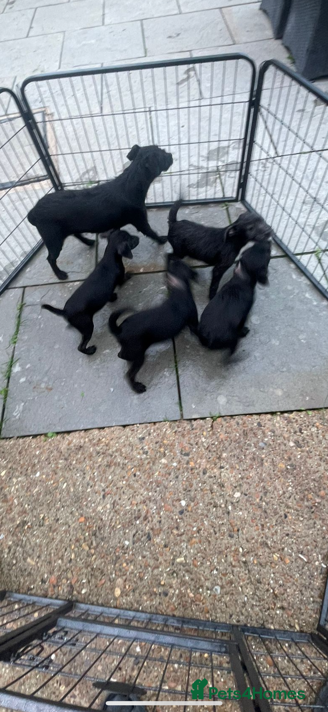 Patterdale Terrier dogs for sale: Patterdale terriers  - Image 10