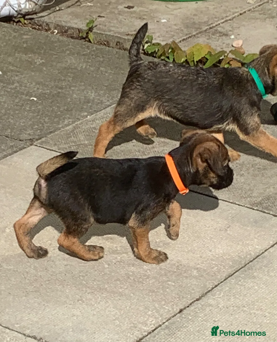 Border Terrier dogs for sale: KC Healthy Border companions  - Advert 2