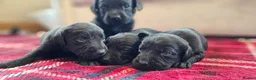 Labrador Retriever dogs for sale: 8 BEAUTIFUL KCREG LABRADORS. HEALTH TESTED PARENTS - Advert 13