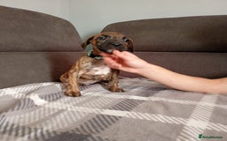 Mixed Breed dogs for sale: Mastiff cross  - Image 12