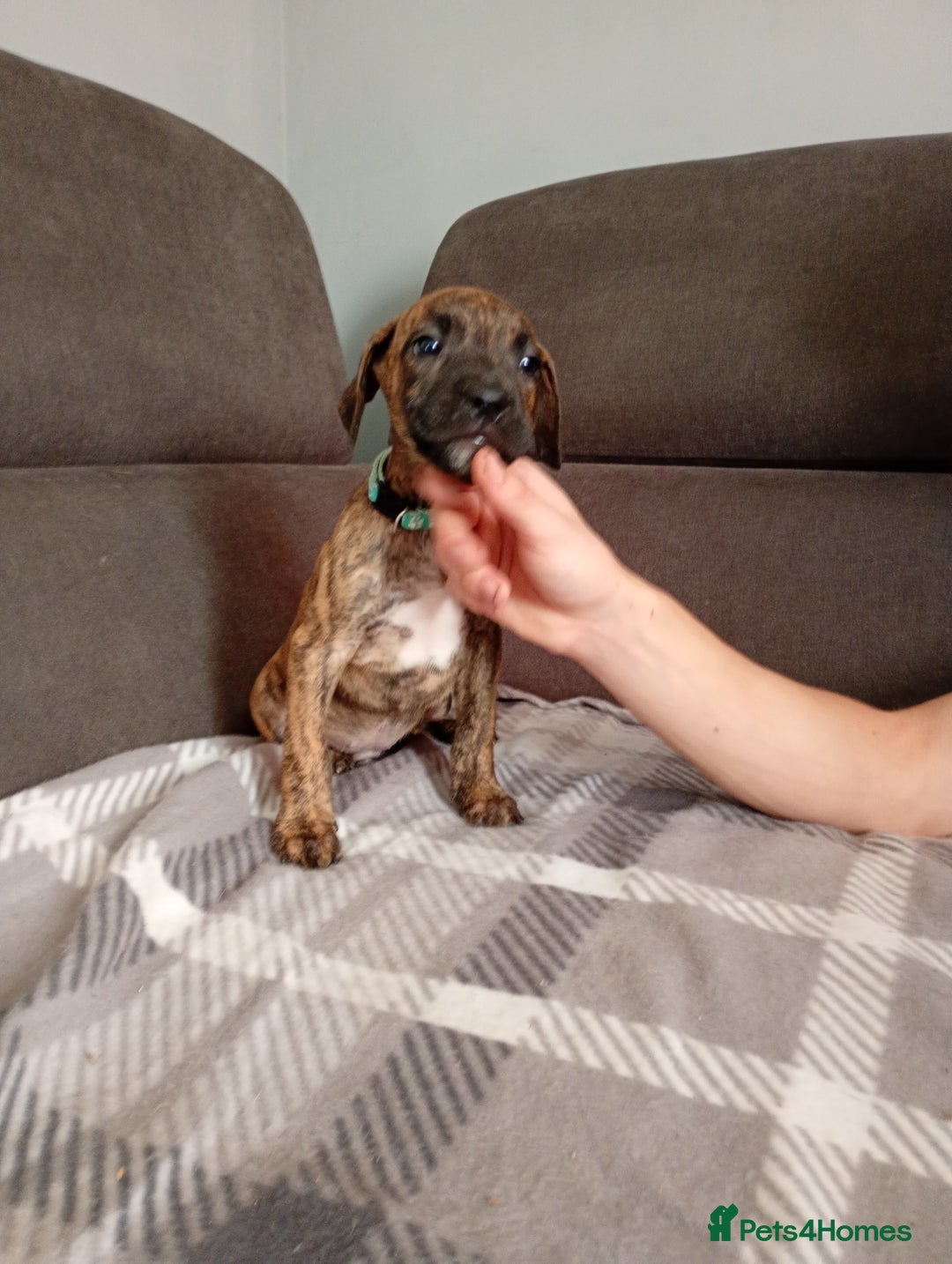 Mixed Breed dogs for sale: Mastiff cross  - Image 12