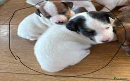 Jack Russell dogs for sale: Traditional Smooth coated Jack Russells - Image 4