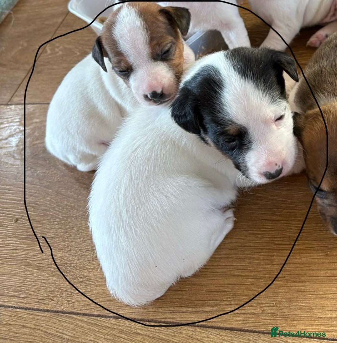 Jack Russell dogs for sale: Traditional Smooth coated Jack Russells - Image 4