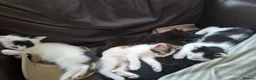 Mixed Breed cats for sale: 3 adorable little boys. in Mountain Ash - Advert 2
