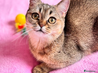 Scottish Fold cats High quality TICA pedigree kittens - Advert 5