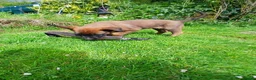 Belgian Shepherd Dog dogs for sale: Belgian Malinois knpv x ring sport fci ikc reg in Omagh - Advert 18
