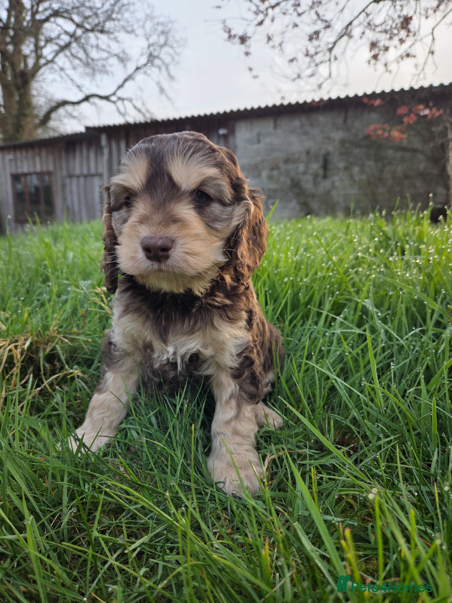 Cockapoo dogs Last beautiful cockapoo ready soon  - Advert 5