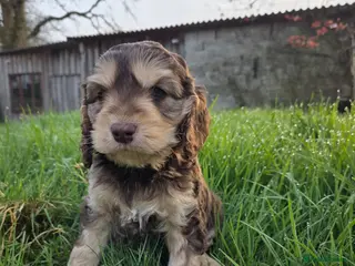 Cockapoo dogs Last beautiful cockapoo ready soon - Advert 5