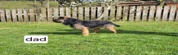 Border Terrier dogs for sale: Border Terrier  in Lockerbie - Advert 4