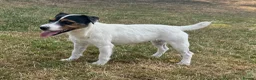 Jack Russell dogs for sale: Young female JRT for sale - Advert 5