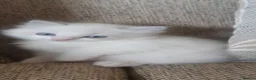 Ragdoll cats for sale: Ragdoll kittens  - Advert 6