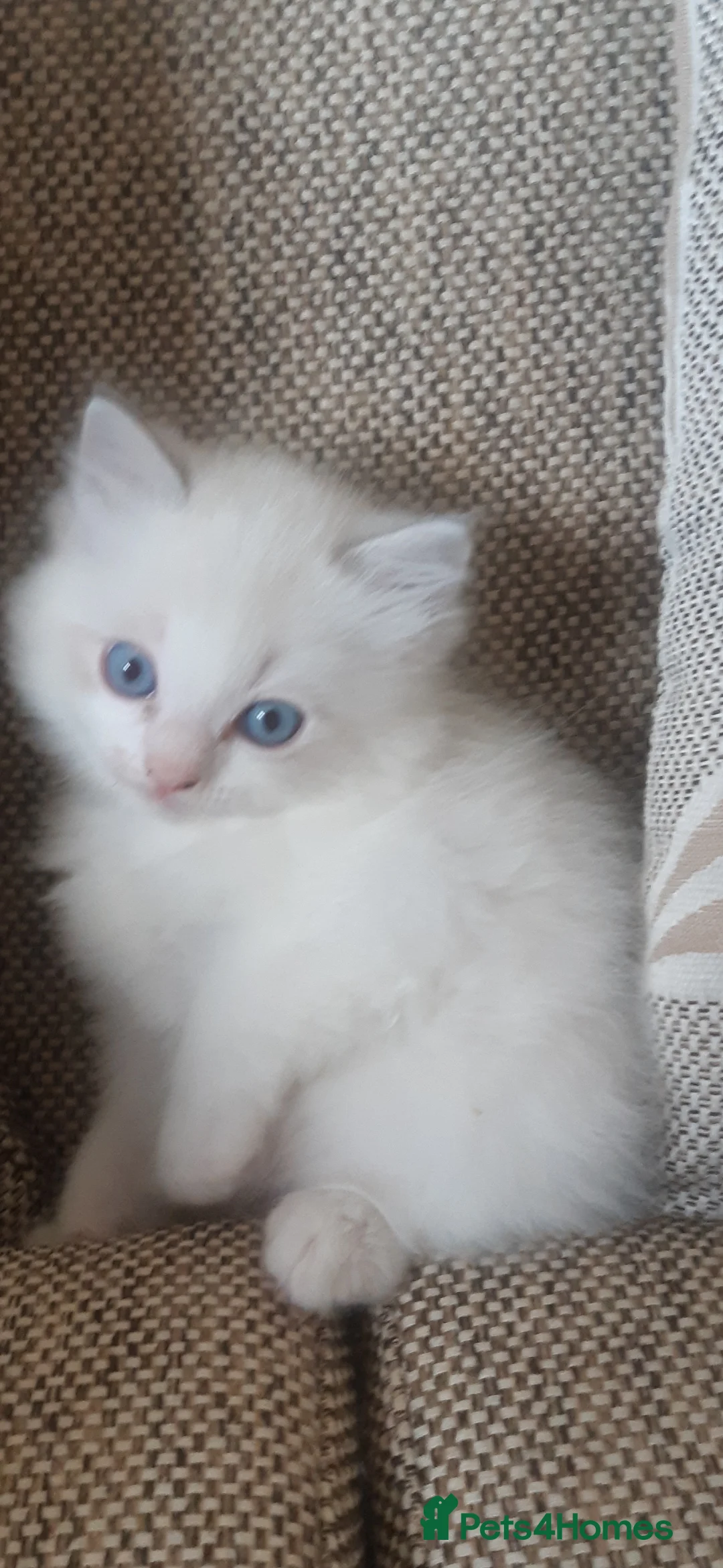 Ragdoll cats for sale: Ragdoll kittens  - Advert 6